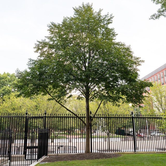 A triangular tree next to the White House perimeter fence. Lafayette Square is in the background.