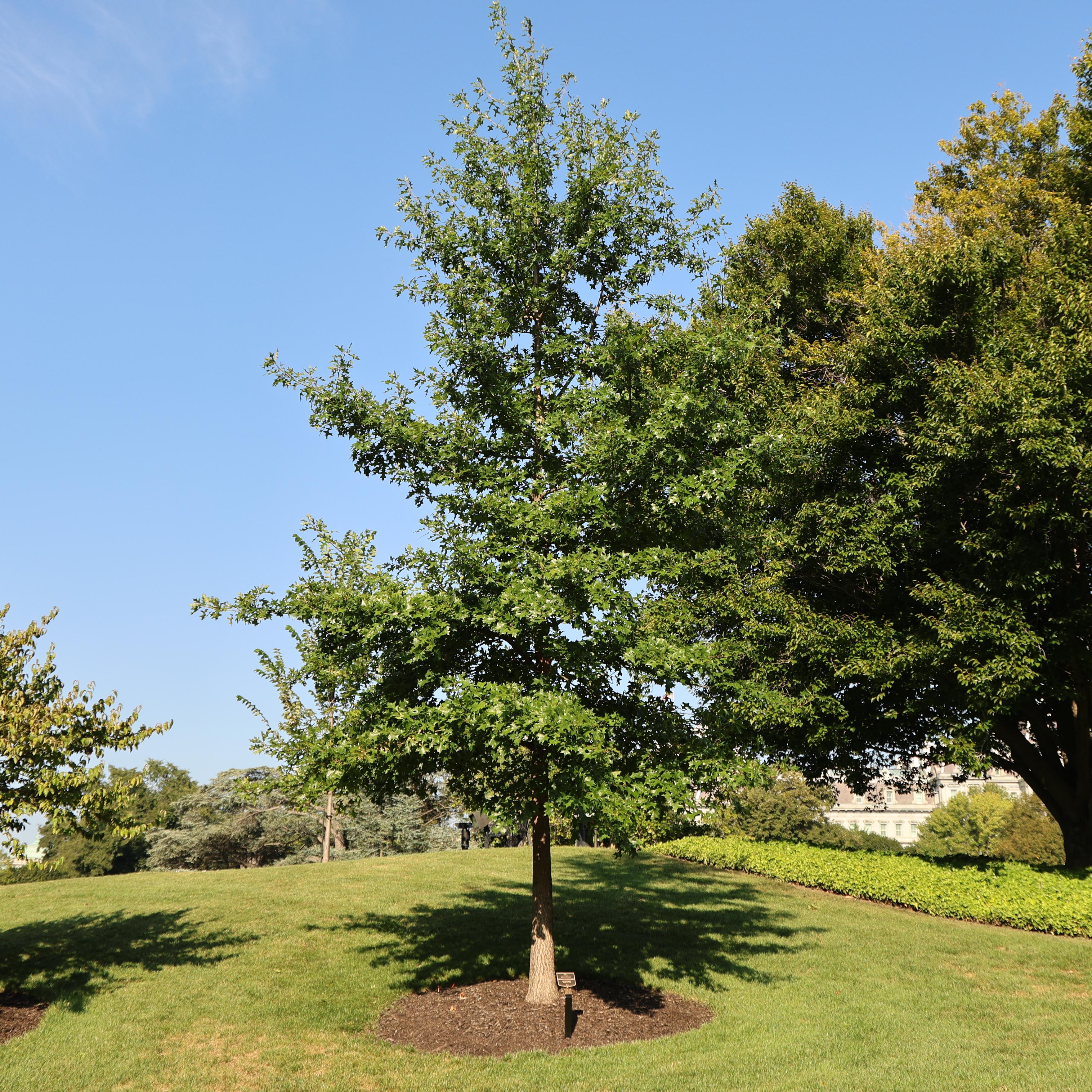 An oak tree on the side of a hill near the White House.