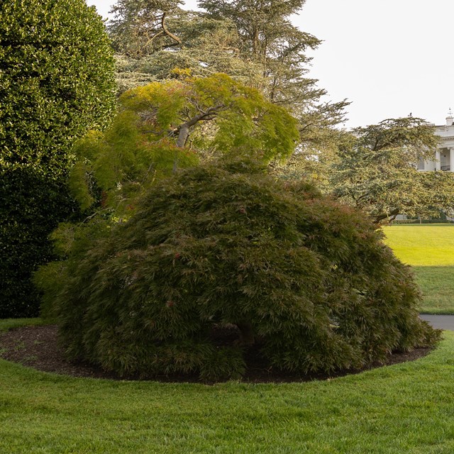 A gumdrop-shaped Japanese maple next to a roadway; the White House is seen in the background.