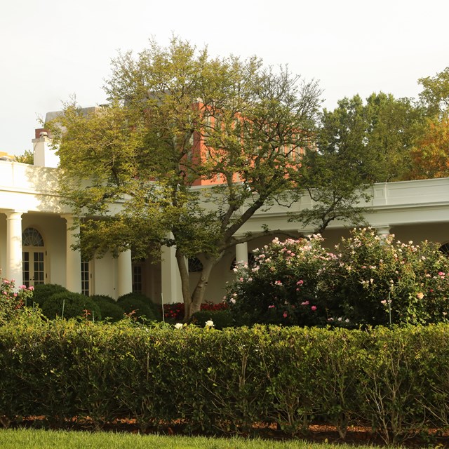 A saucer magnolia tree arches above a breezeway at the West Wing and Rose Garden.