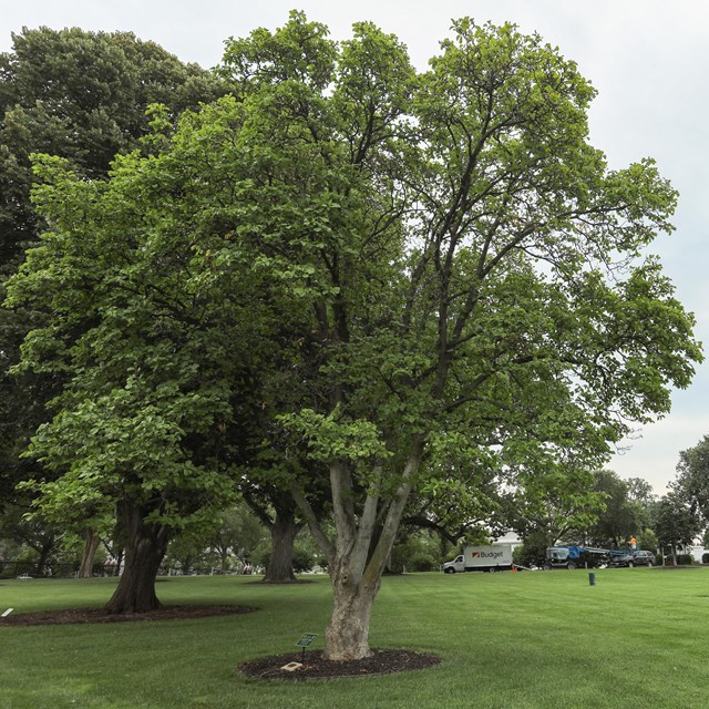 A round, leafy tree stands alone on a grassy lawn in front of the White House.