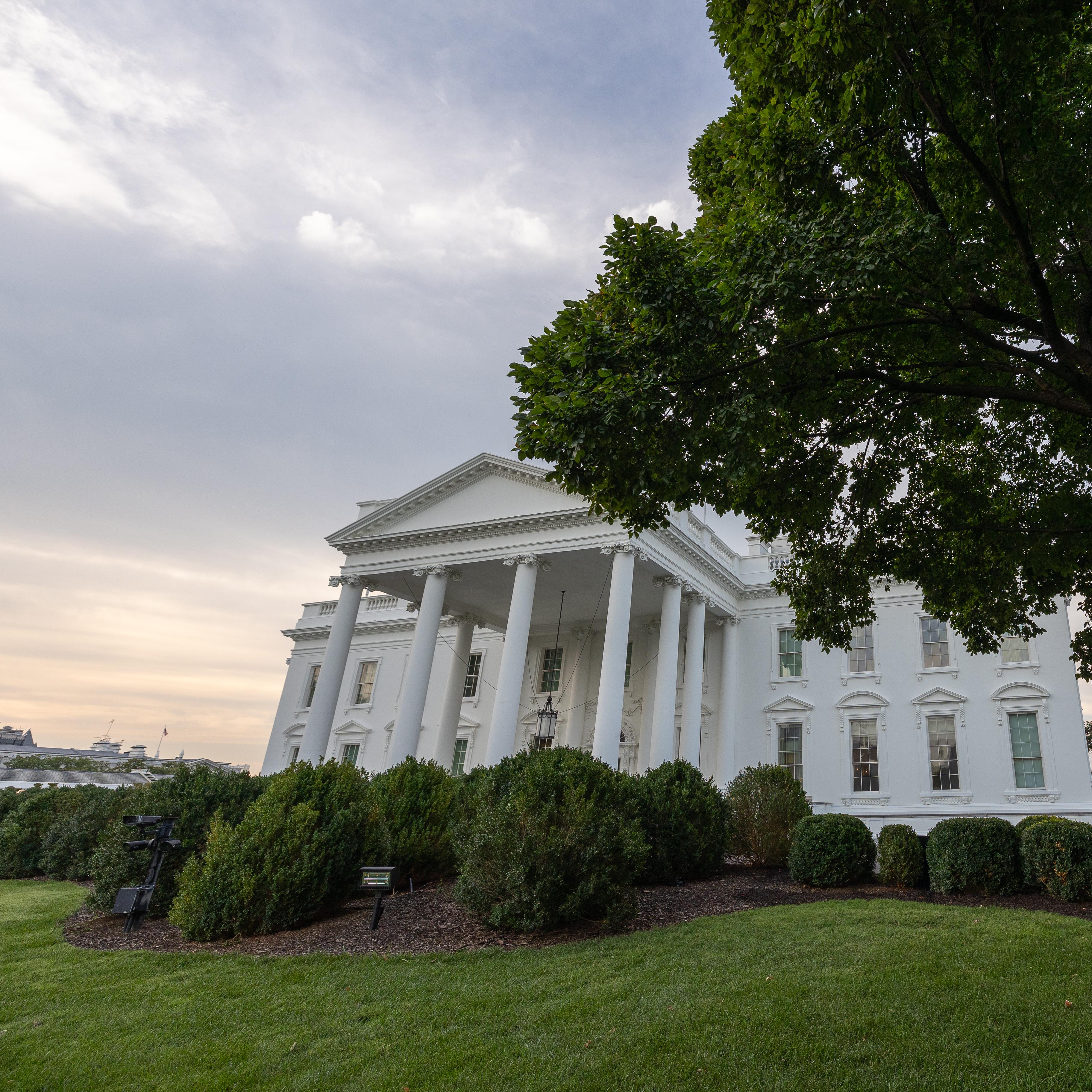 A lollipop-shaped elm tree in front of the North portico of the White House