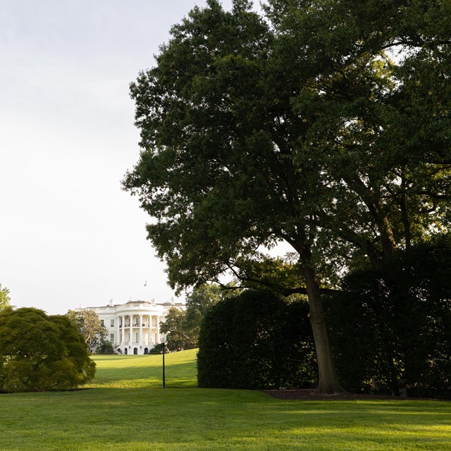 A tall oak tree on the South Lawn. The White House is far in the distance across a mowed lawn.