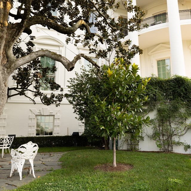 A small magnolia tree near the south portico and some outdoor chairs.