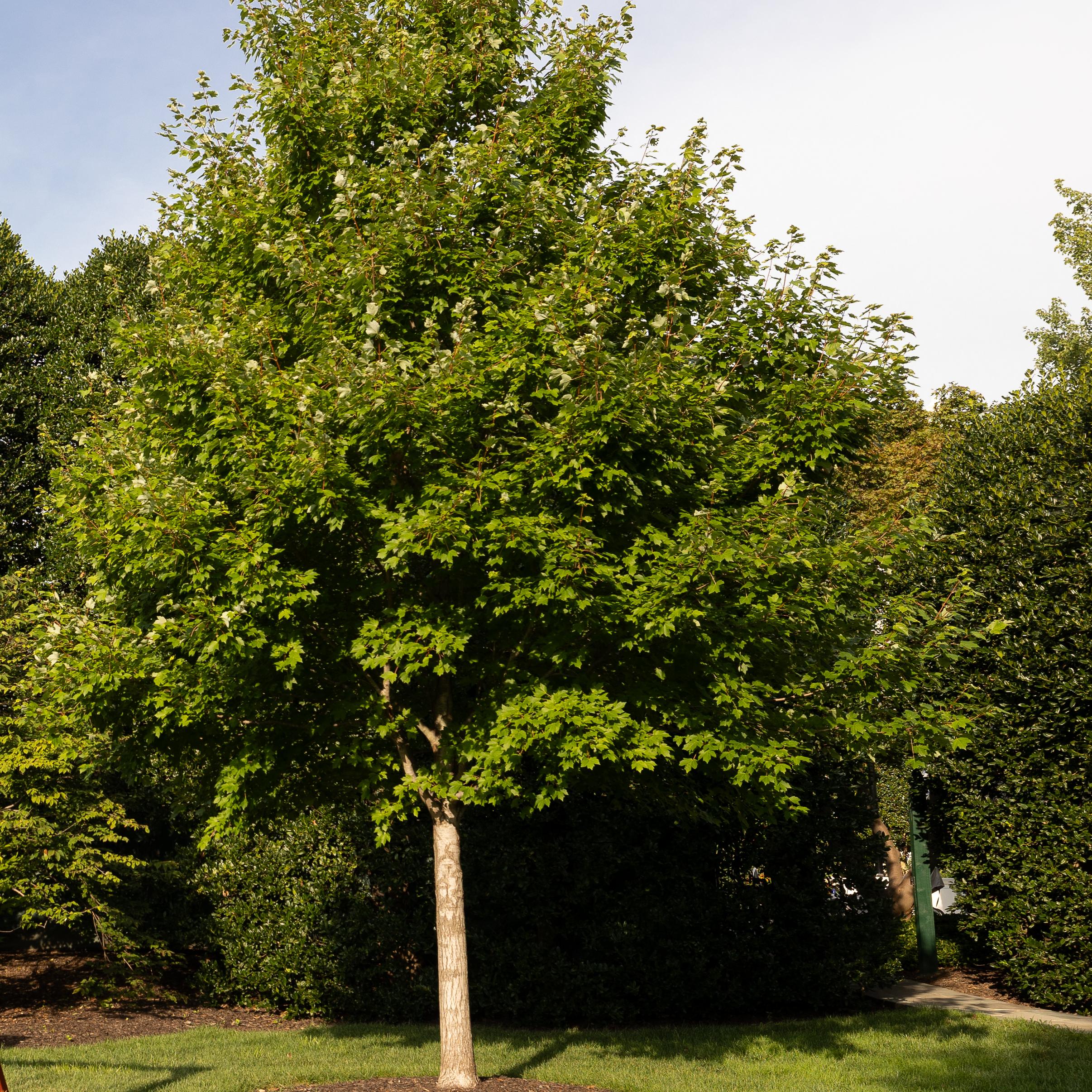 A triangular-shaped maple tree adjacent to a children's play structure.