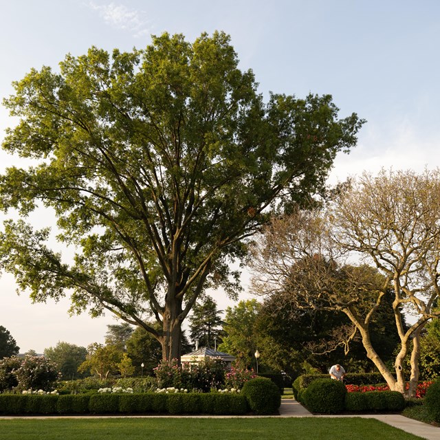 A massive oak tree towers over the Rose Garden and the Oval Office.