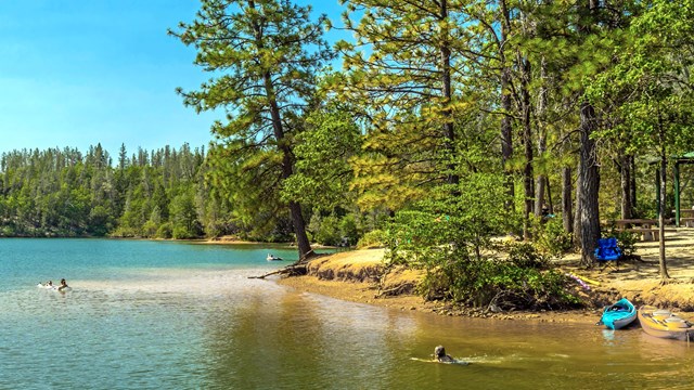 People swimming in the lake next to a tree-lined shore. 