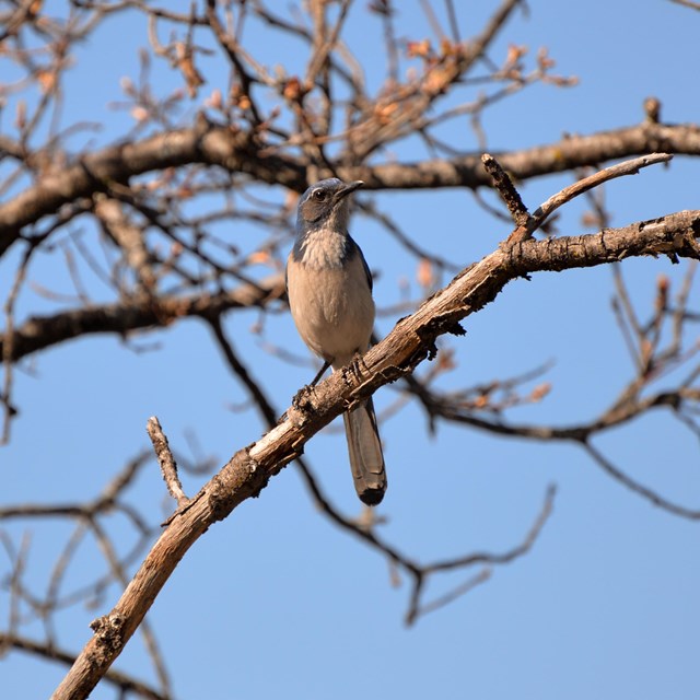 A blue bird spotted in a tree at Whiskeytown.