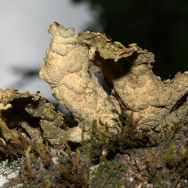 Lichen growing on a tree.