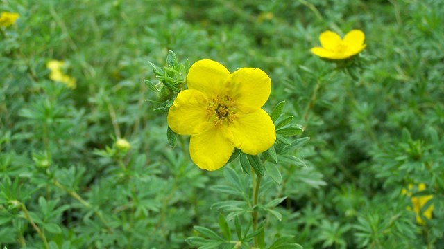 flower with 5 yellow petals and green stalk, other similar flowers in the background