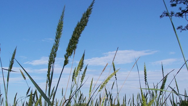 The heads of tall grasses with seeds against a blue sky with scattered clouds