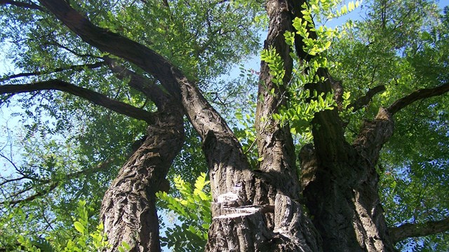 Three thick tree trunks with a canopy of leaves at the top