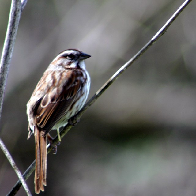 Close up of bird sitting on branch