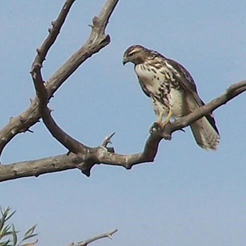 A hawk sitting on a branch