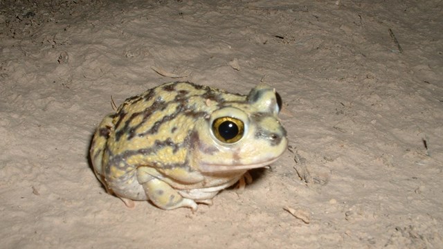 a small whiteish black frog sits upon white sand during nighttime