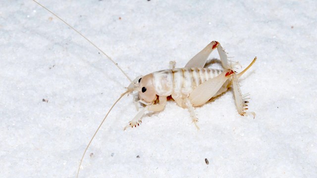 a small white cricket blends into the sand behind it