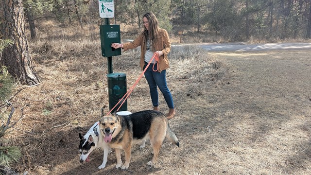 A woman standing next to a bag dispenser with two dogs on leash.