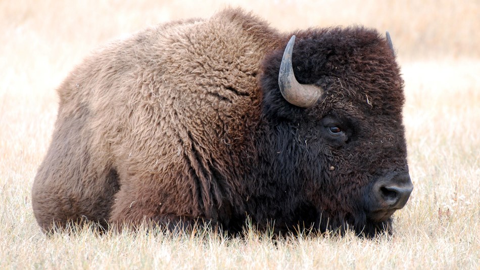 A bison laying in the grass.
