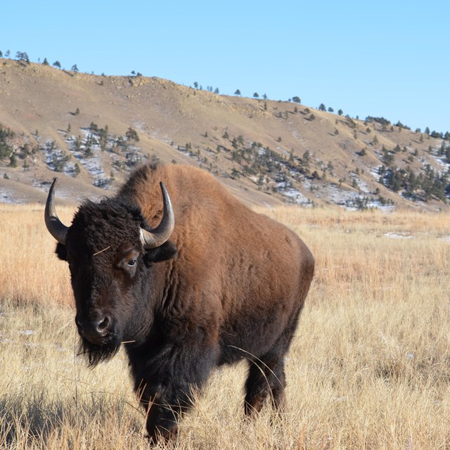 a bison walking across a brown winter prairie with a hillside in the background