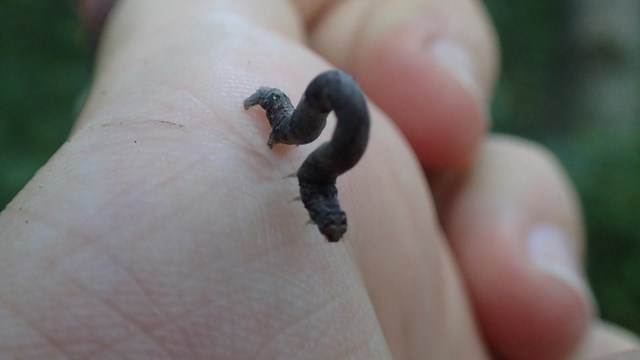 A moth caterpillar walks on an outstretched hand. 