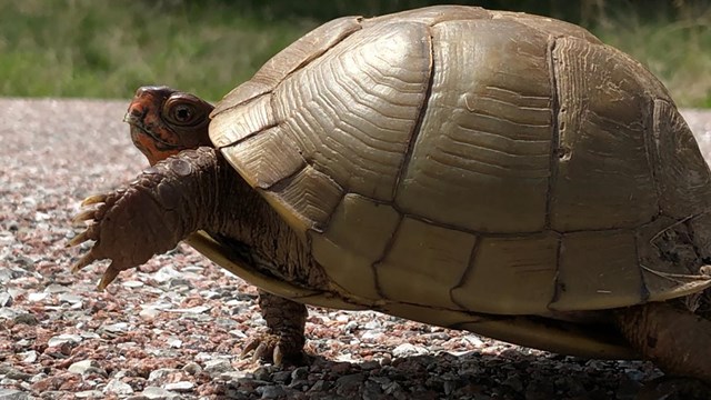 A tortoise with red markings walks on road. Its left arm is raised, mid-step. 