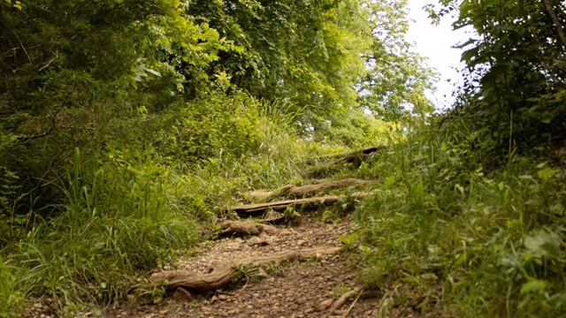 A low shot of a trail with tree root steps and grass on both side. 