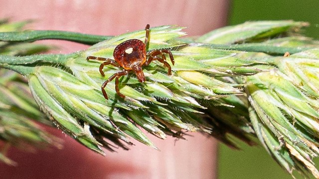 Someone holds up a leaf with a lone star tick on it.