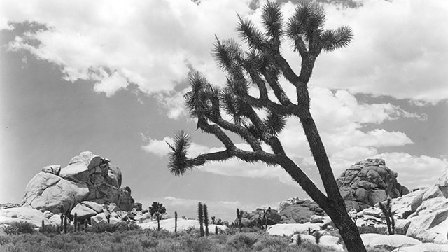 Desert landscape include Joshua Trees.