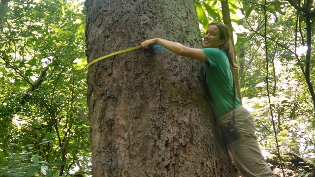 A woman hugs a large tree trunk with measuring tape in hand
