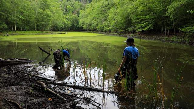 Two young females in waders wade within a pond while planting cattails. 