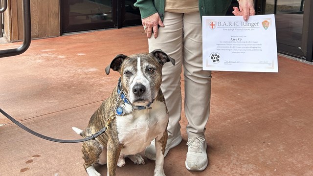 A medium-sized brown and white speckled dog with a volunteer holding a B.A.R.K. Ranger certificate