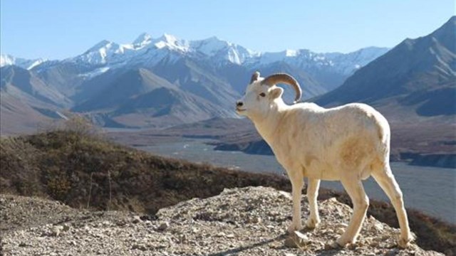 A white sheep standing on a ledge.