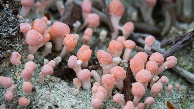 pink lichens (Dibaeis baeomyces) on rock substrate