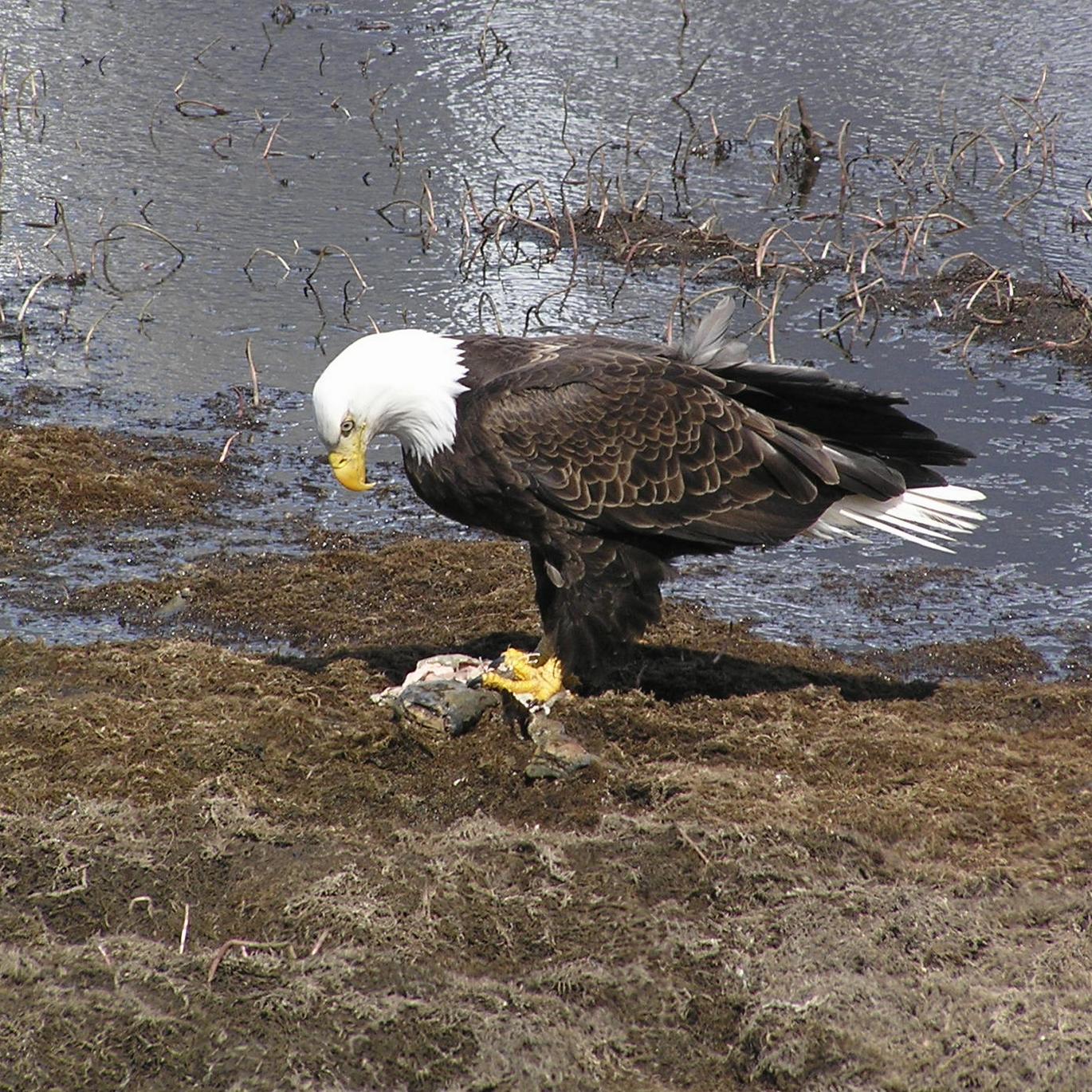Bald Eagle close up photo