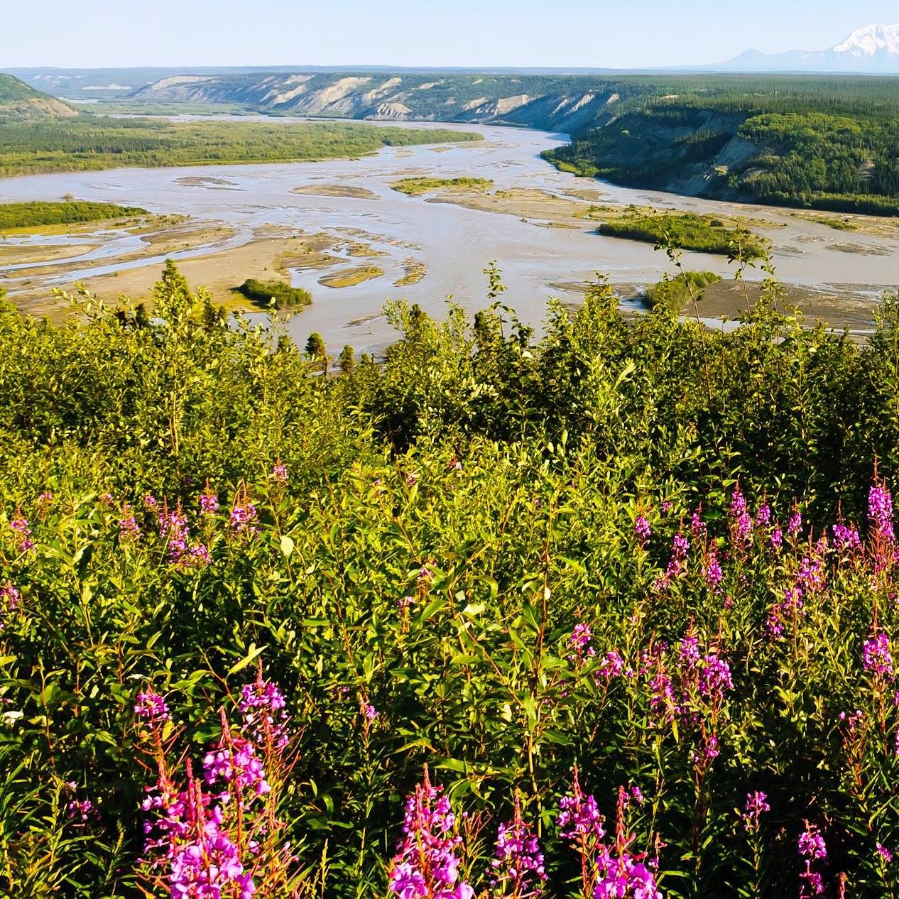 Fireweed in fall
