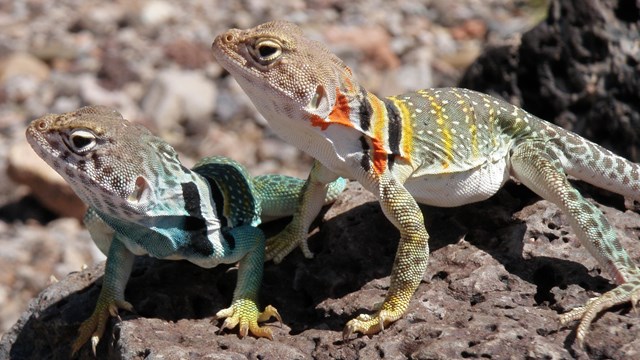 Two Eastern Collared Lizards sitting on a volcanic rock. 