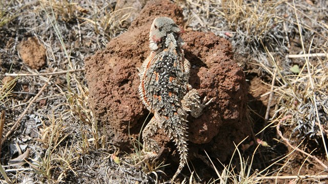 Greater Short Horned Lizard Sitting on a rock. 