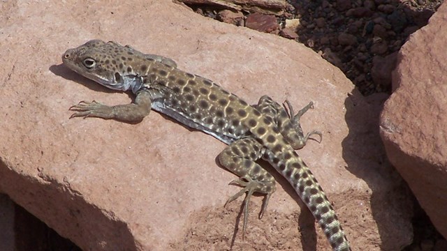 Long-nosed Leopard Lizard sitting on a red sandstone rock. 