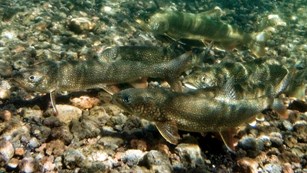 Underwater view of lake trout spawning
