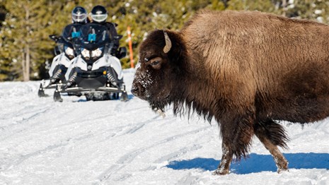 Snowmobilers drive cautiously by a herd of bison on a snow covered park road.