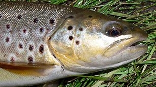 Head and body of a brown trout laying on the ground