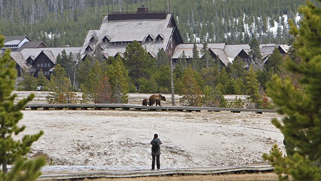 a person watching two bears from a safe distance on a boardwalk
