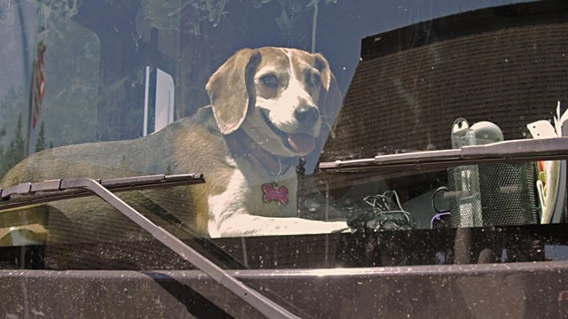 Dog lying on a vehicle dashboard