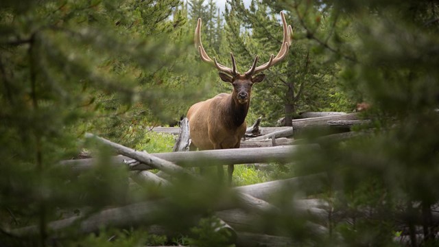 A bull elk with large antlers peers through a gap in evergreen trees towards the camera.