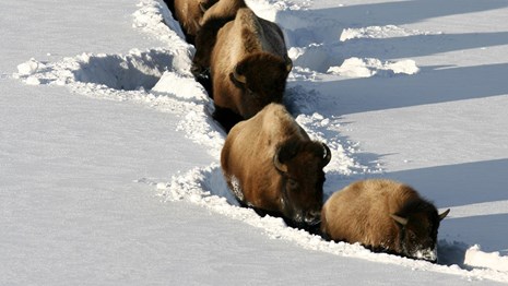 Bison walk single-file on a path through snow