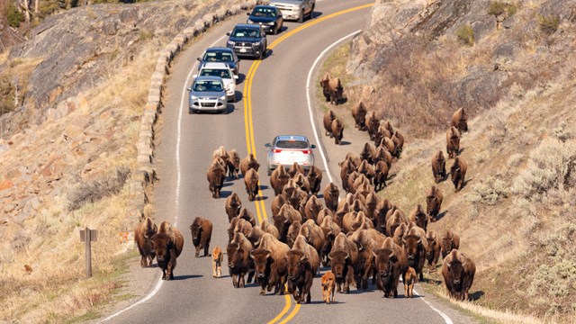 several bison walking in a roadway with vehicles