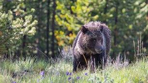 Photo of a grizzly bear in a green meadow