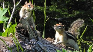 Two golden-mantled ground squirrels on a log.
