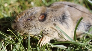 Close-up of a pocket gopher's face and digging claws.