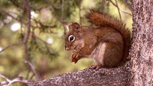 A red squirrel sits in a tree with a cone.